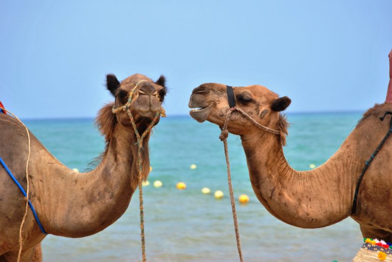 CamelConversation